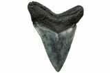 Serrated, Fossil Megalodon Tooth - South Carolina #310032-1